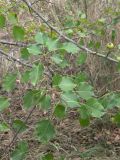 Pyrus caucasica