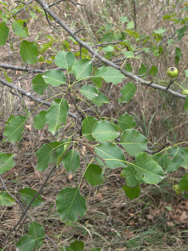 Image of Pyrus caucasica specimen.