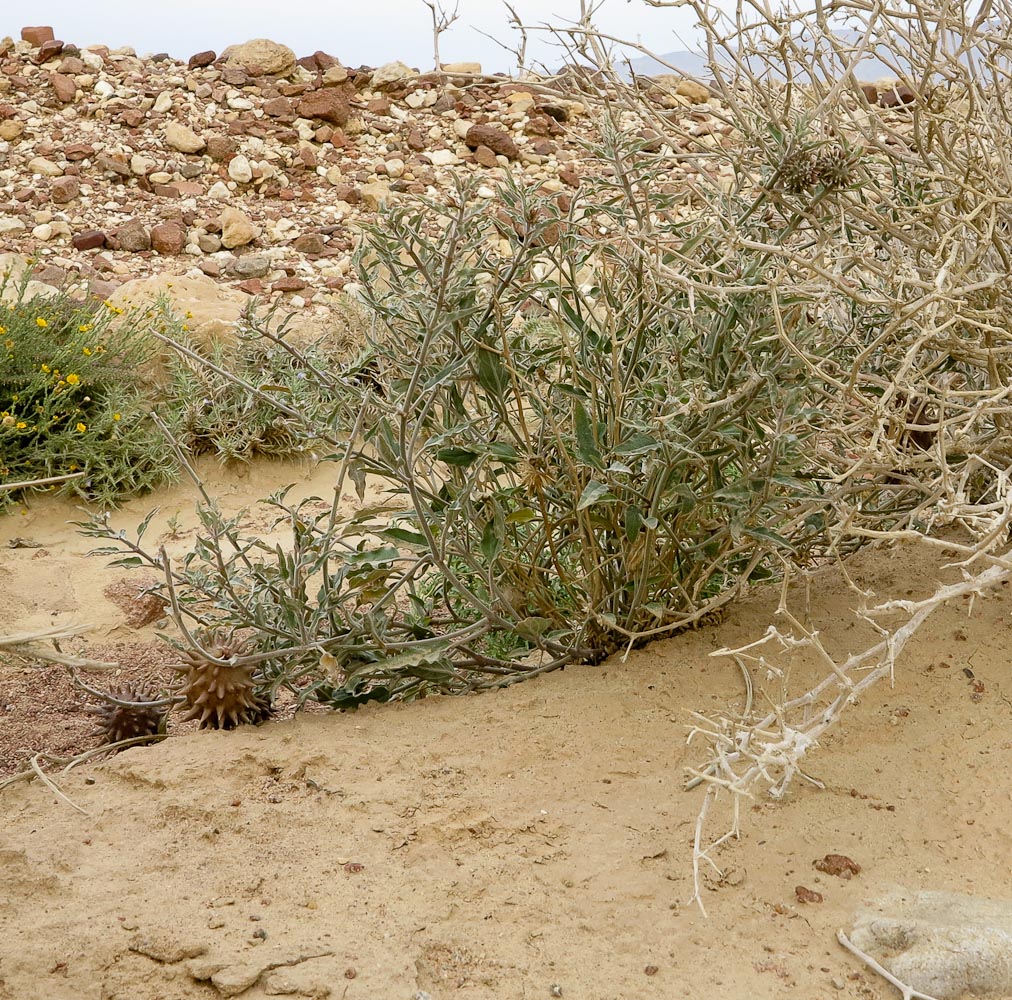 Image of Glossonema boveanum specimen.