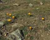 Crocus angustifolius. Цветущие растения. Крым, Карадагский заповедник, Карадагская балка. 26 февраля 2015 г.