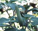 Datura wrightii