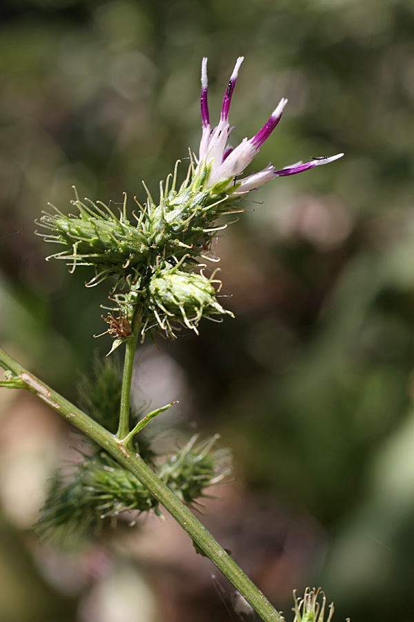 Изображение особи Cousinia umbrosa.