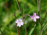 Epilobium palustre. Верхушка побега с цветками. Иркутская обл., берег залива Иркутского вдхр. 11.08.2014.