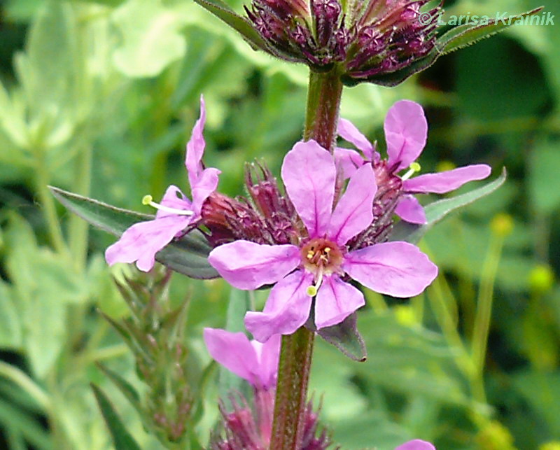 Image of Lythrum salicaria specimen.