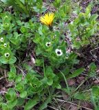 Taraxacum croceum. Цветущее растение. Кольский п-ов, окр. Росляково, обочина просёлка, в разнотравье. 14.06.2015.