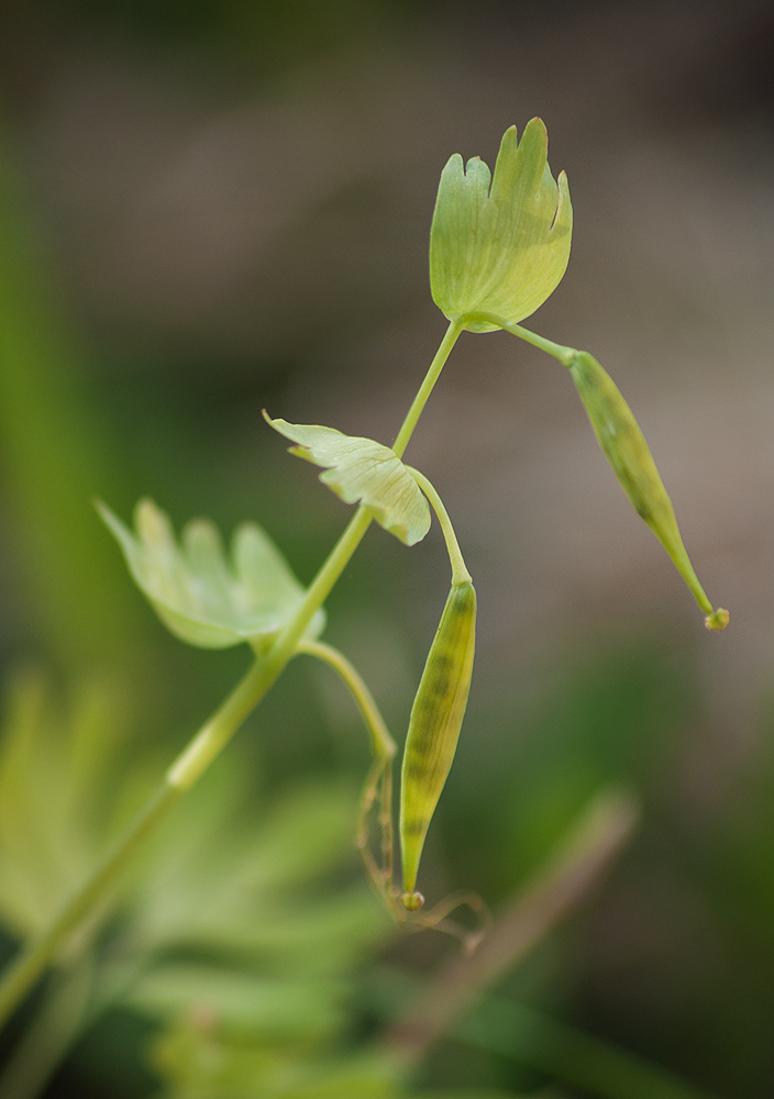 Image of Corydalis bracteata specimen.