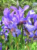 Iris sibirica