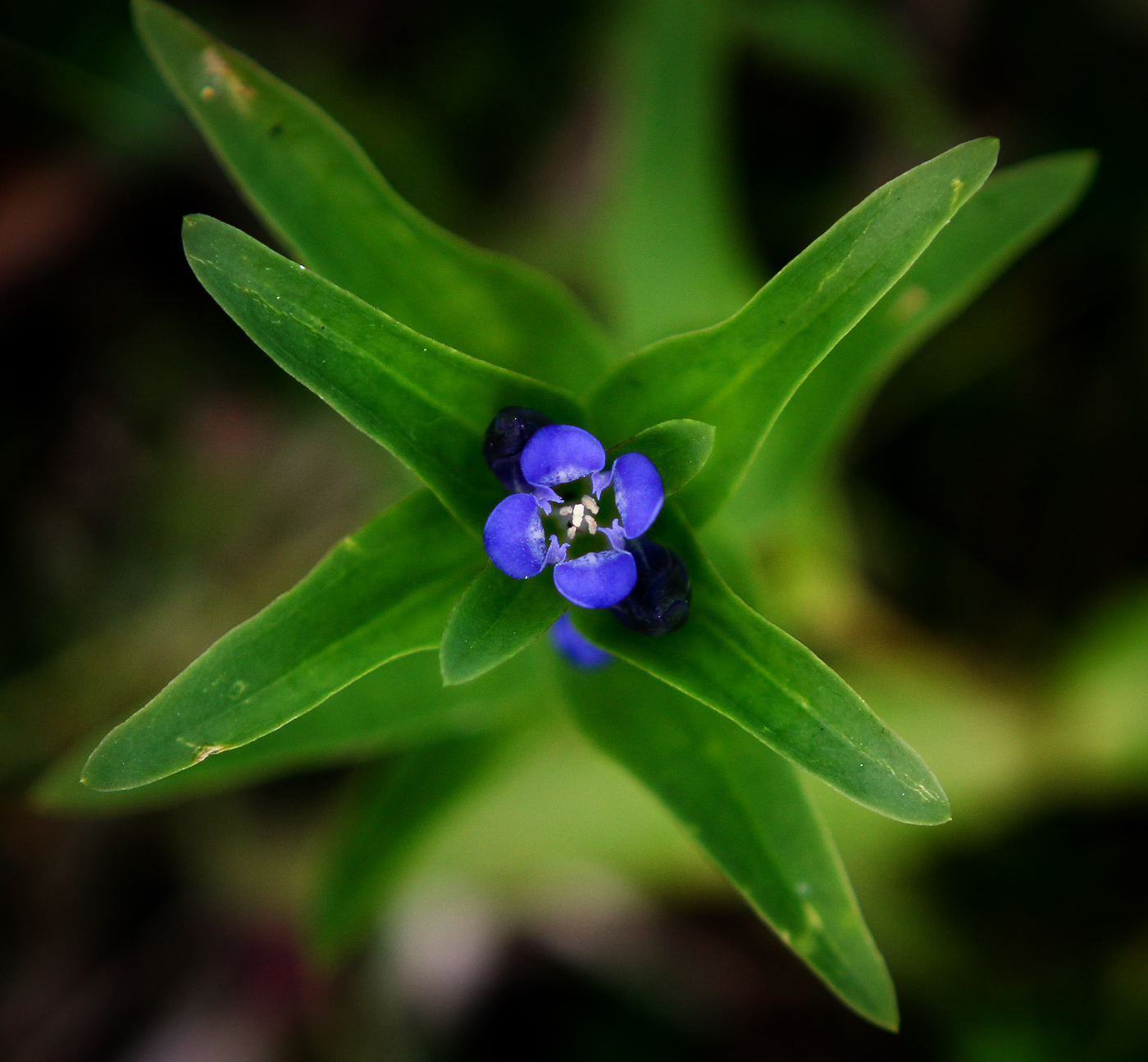 Изображение особи Gentiana cruciata.