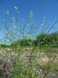 Sisymbrium altissimum