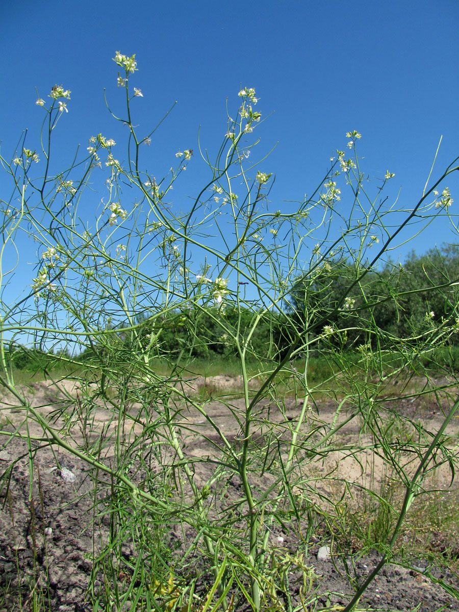 Image of Sisymbrium altissimum specimen.