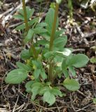 Valeriana dubia. Прикорневые листья. Кыргызстан, Нарынская обл., левый берег р. Нарын, долина руч. Бурган-Суу. 11.06.2015.