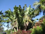 Ravenala madagascariensis. Цветущие растения. Австралия, г. Брисбен, ботанический сад. 12.07.2015.