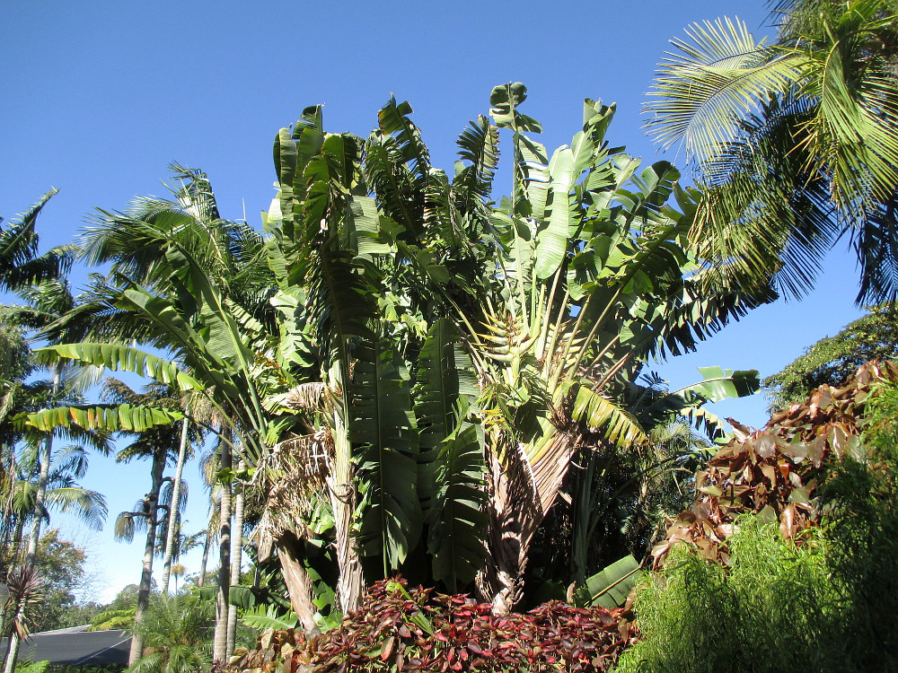 Изображение особи Ravenala madagascariensis.