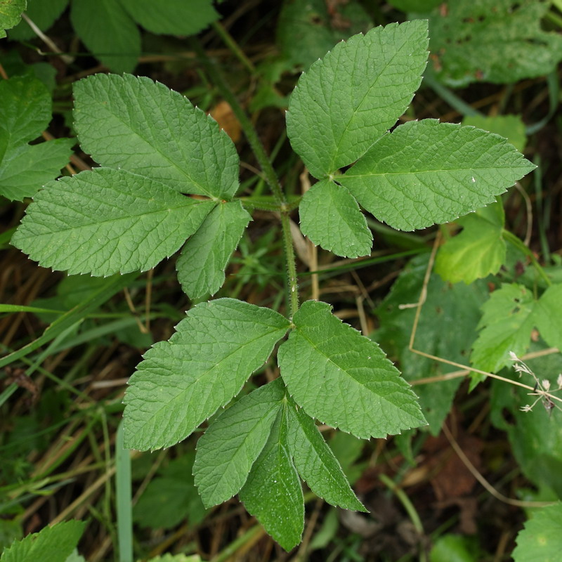 Изображение особи Chaerophyllum aromaticum.