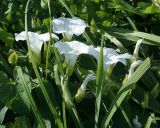 Calystegia sepium