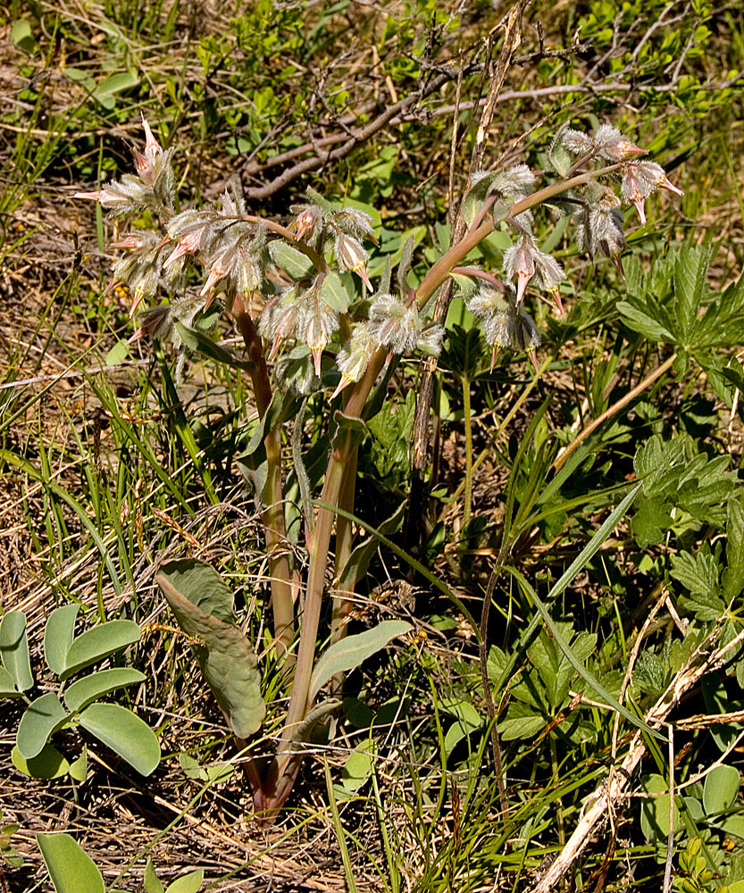 Изображение особи Rindera tetraspis.