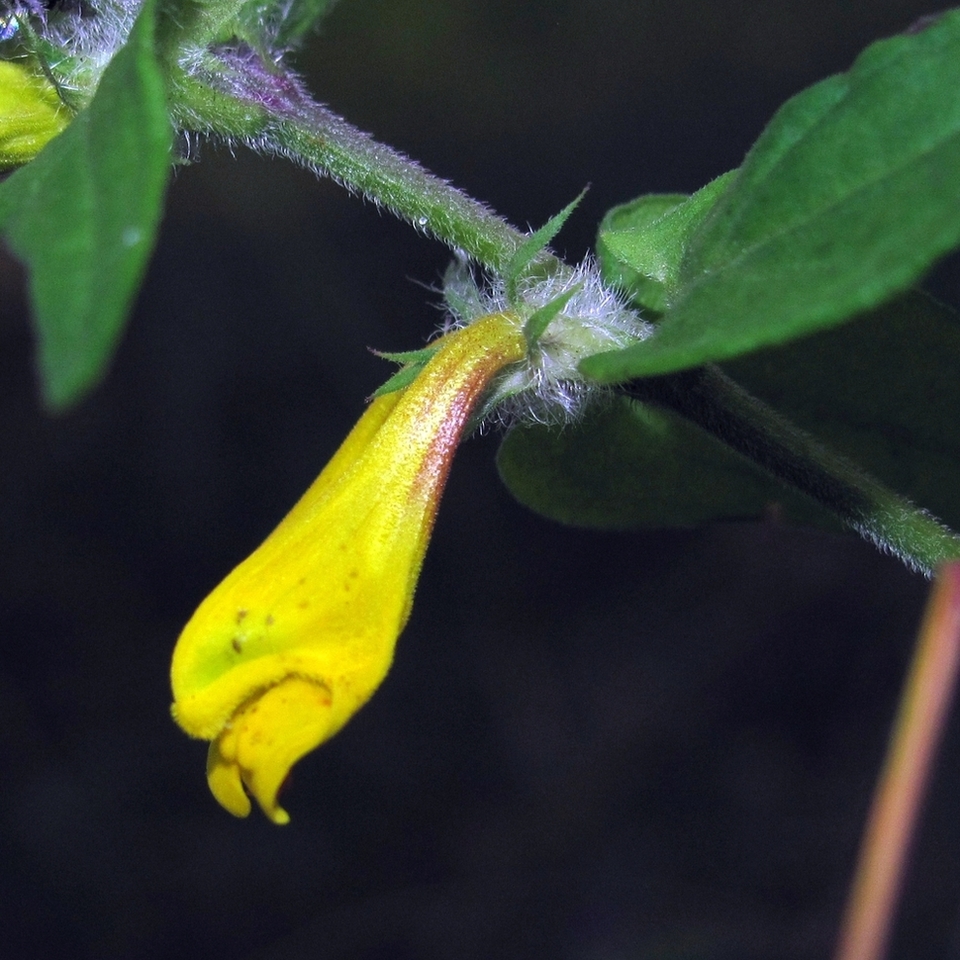 Image of Melampyrum nemorosum specimen.