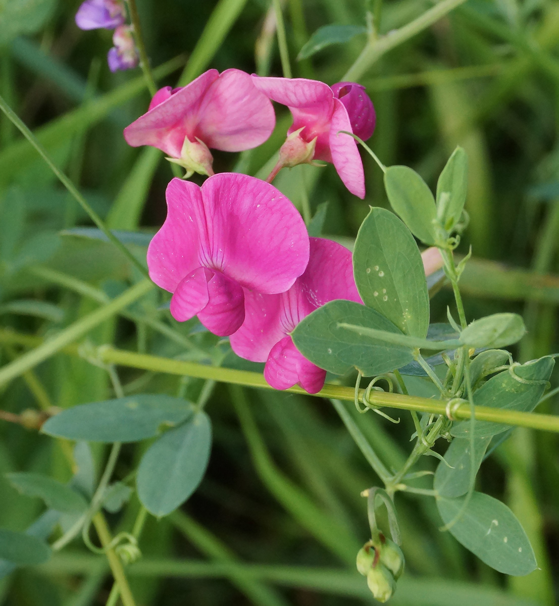 Изображение особи Lathyrus tuberosus.