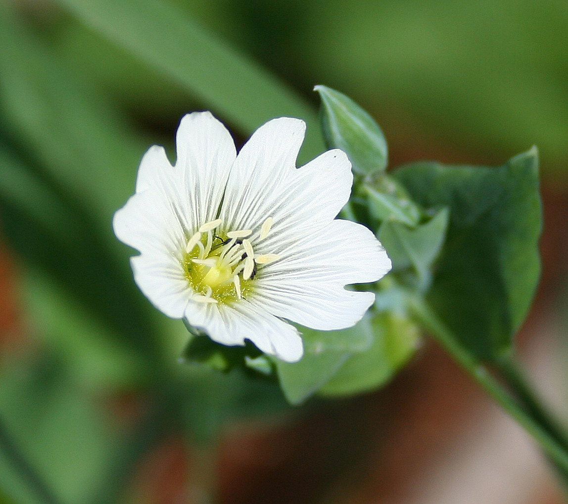 Image of Cerastium davuricum specimen.