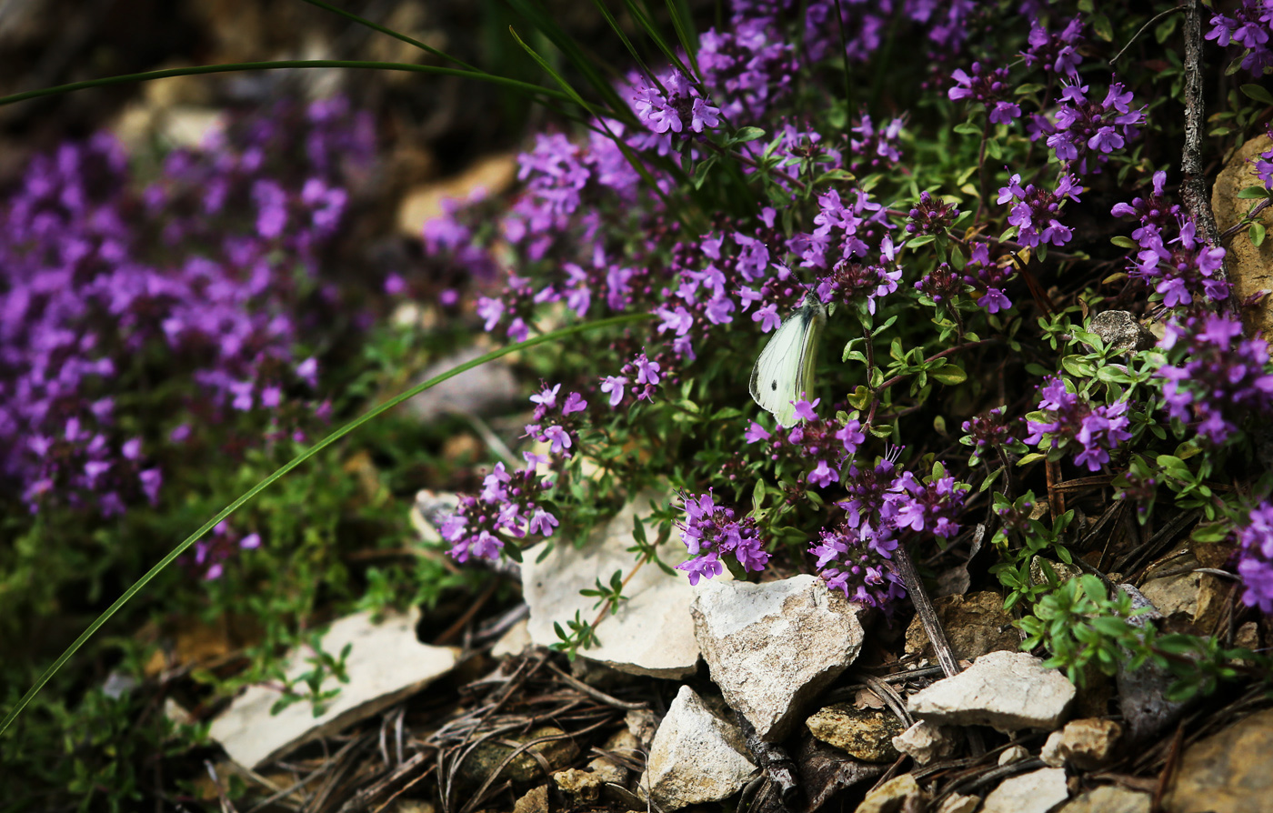 Изображение особи Thymus uralensis.