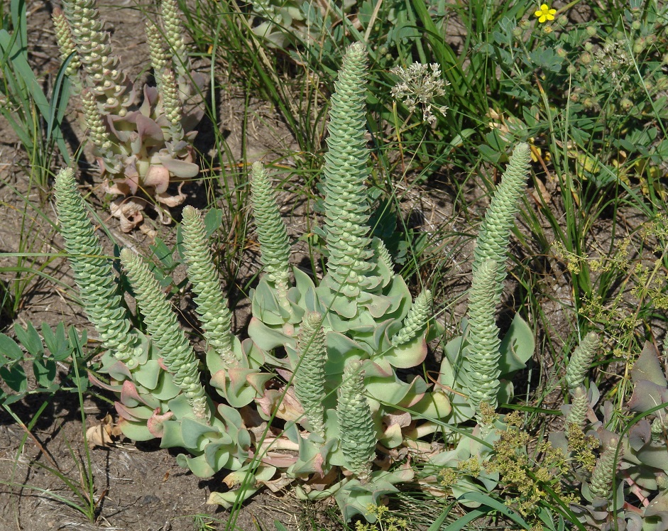 Image of Orostachys malacophylla specimen.