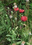 Papaver somniferum. Верхушки цветущих и плодоносящих растений. Архангельская обл., Вельский р-н, окр. пос. Усть-Шоноша, свалка. 10.08.2013.