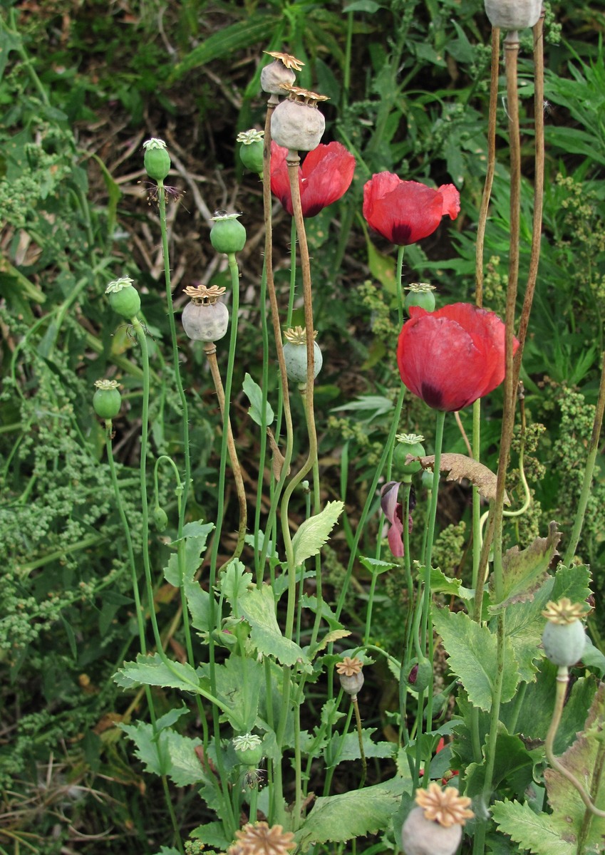 Image of Papaver somniferum specimen.