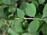 Euonymus sacrosanctus. Часть ветви с незрелым плодом. Приморье, Лазовский р-н, окр. села Чистоводное, смешанный лес. 08.08.2015.