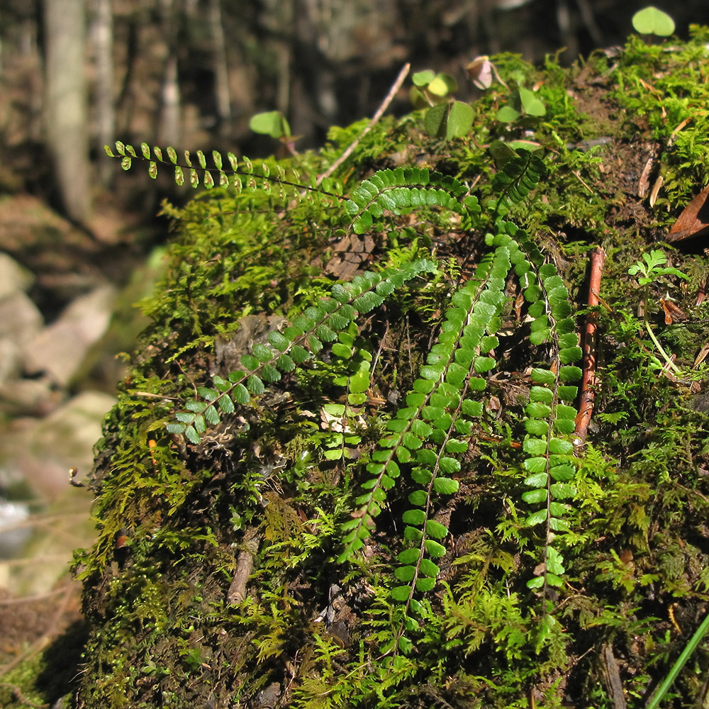 Изображение особи Asplenium trichomanes.