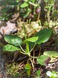 Pyrola minor. Расцветающее растение в сосновом лесу. Мурманская обл., Кандалакшский р-н, берег оз. Ориярви. 18.06.2015.