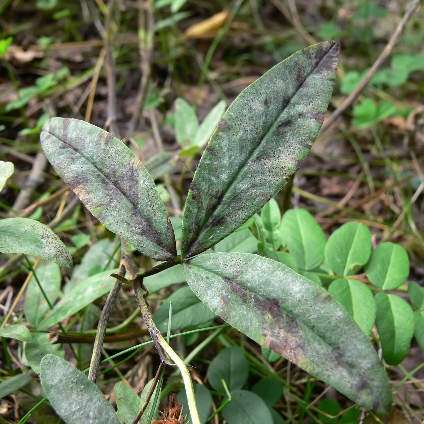 Image of Trifolium medium specimen.