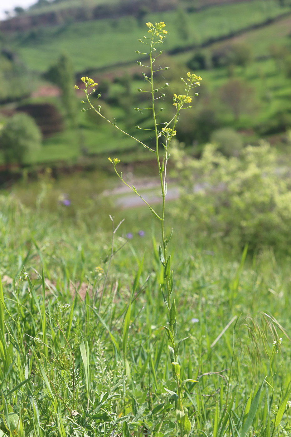 Image of Neslia apiculata specimen.