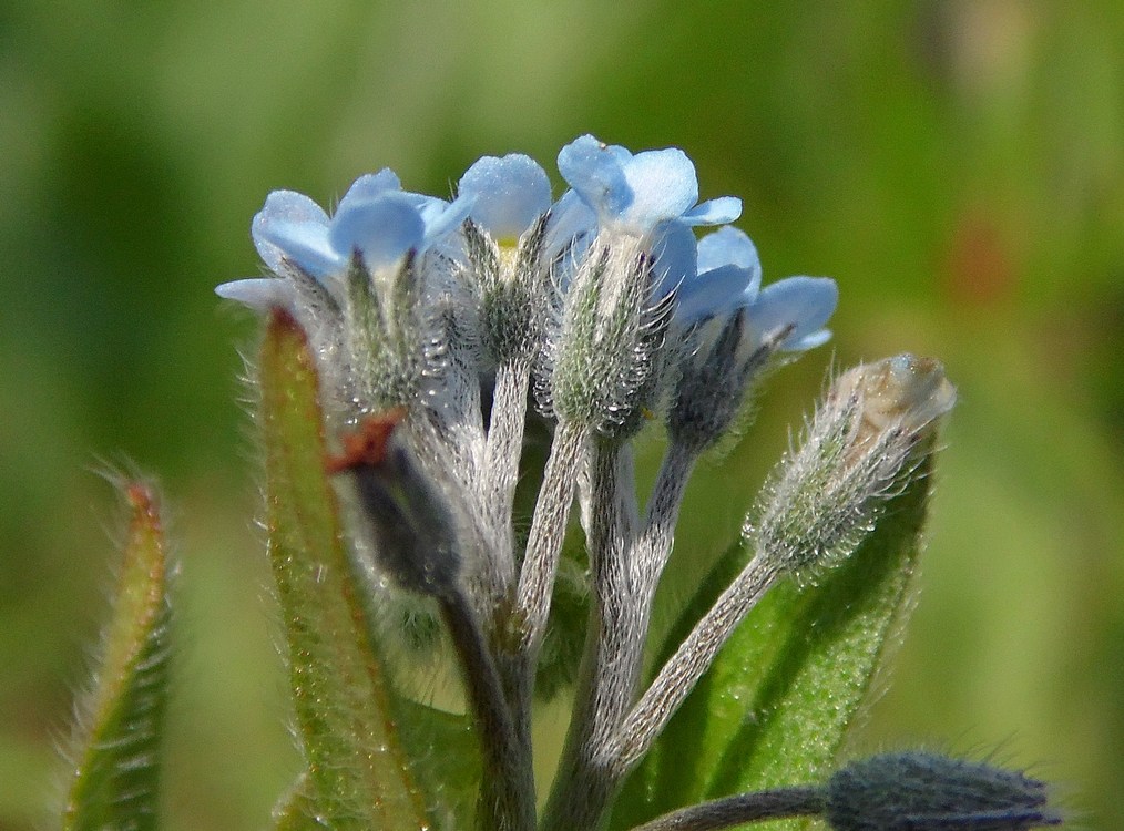 Image of Myosotis arvensis specimen.