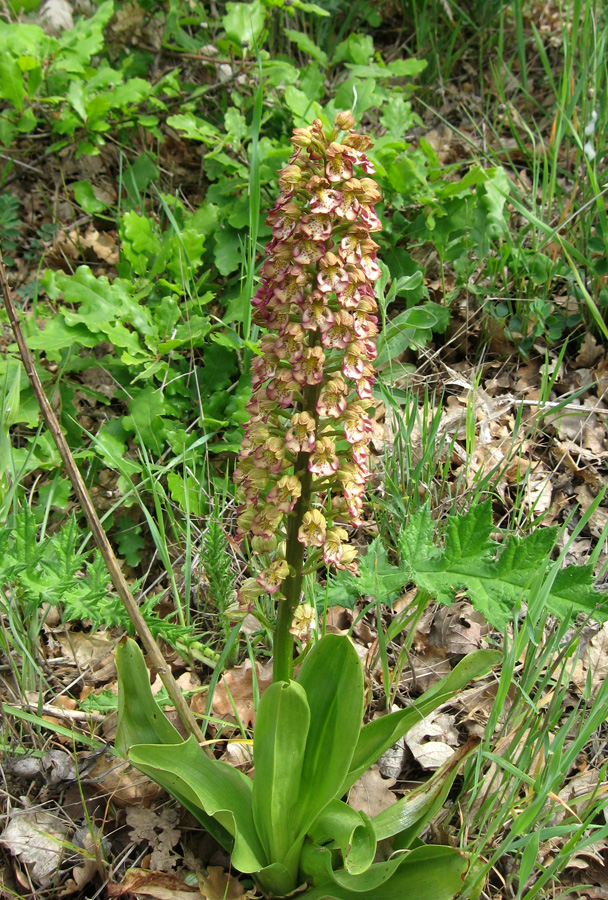 Image of Orchis &times; wulffiana specimen.