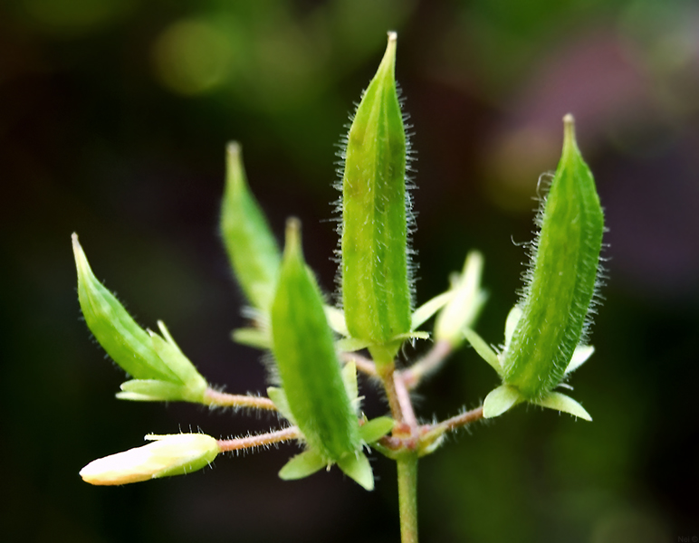 Image of Oxalis stricta specimen.