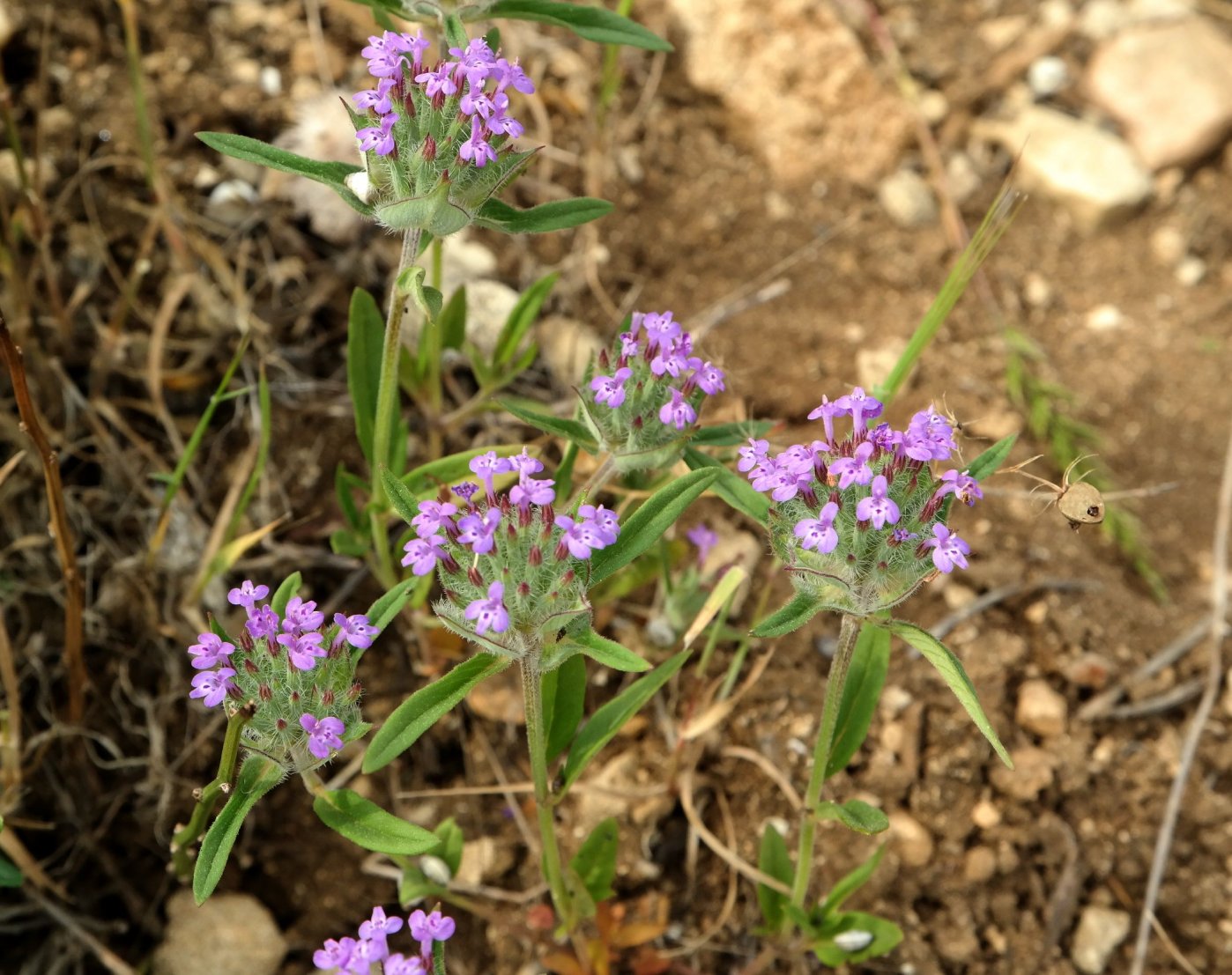 Изображение особи Ziziphora capitata.