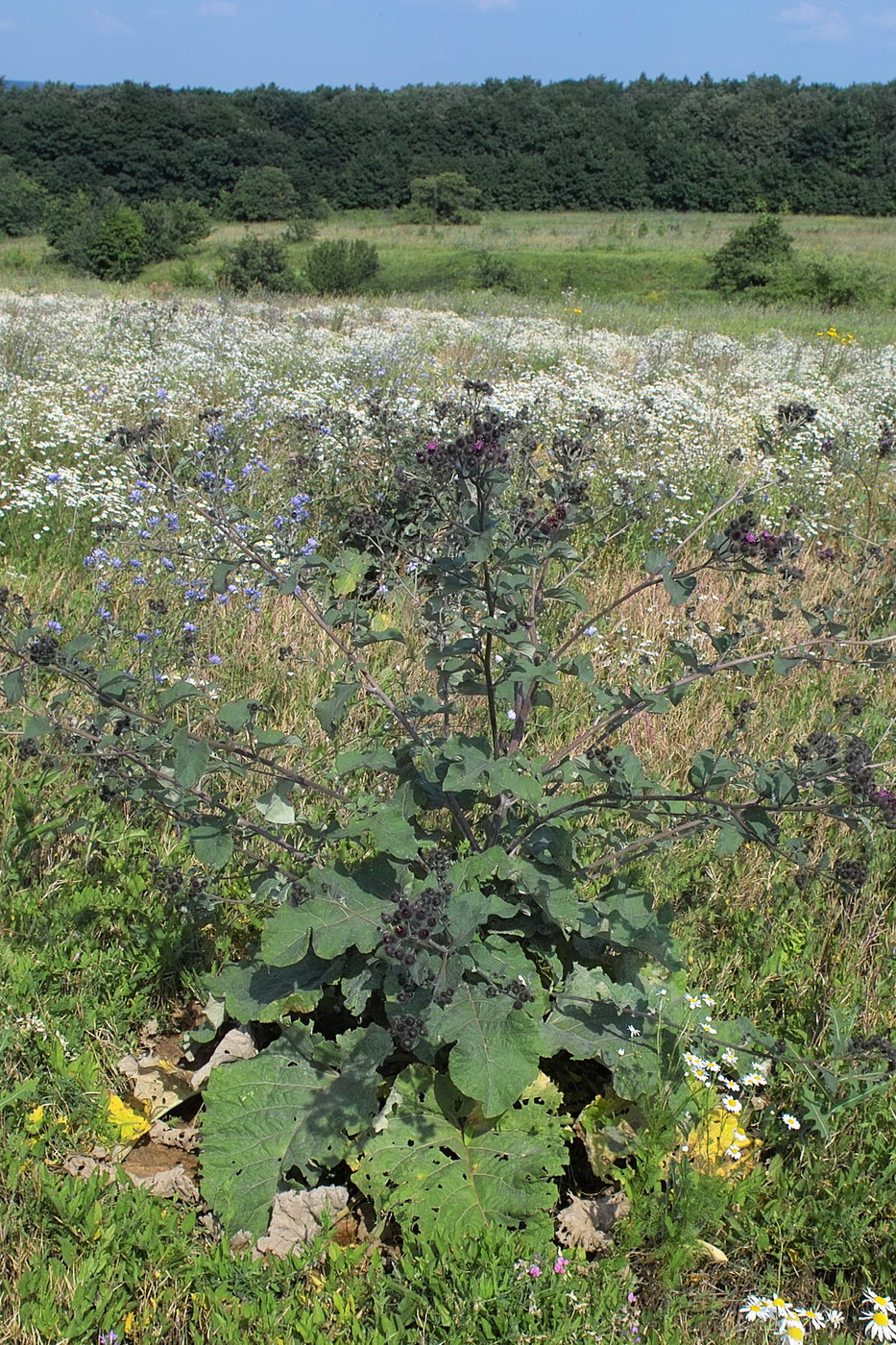 Изображение особи Arctium lappa.