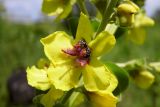 Verbascum pyramidatum