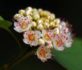 Image of taxon representative. Author is Виталий Гуменюк