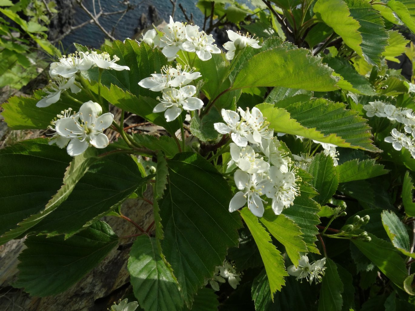 Изображение особи Sorbus alnifolia.