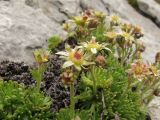 Saxifraga adenophora