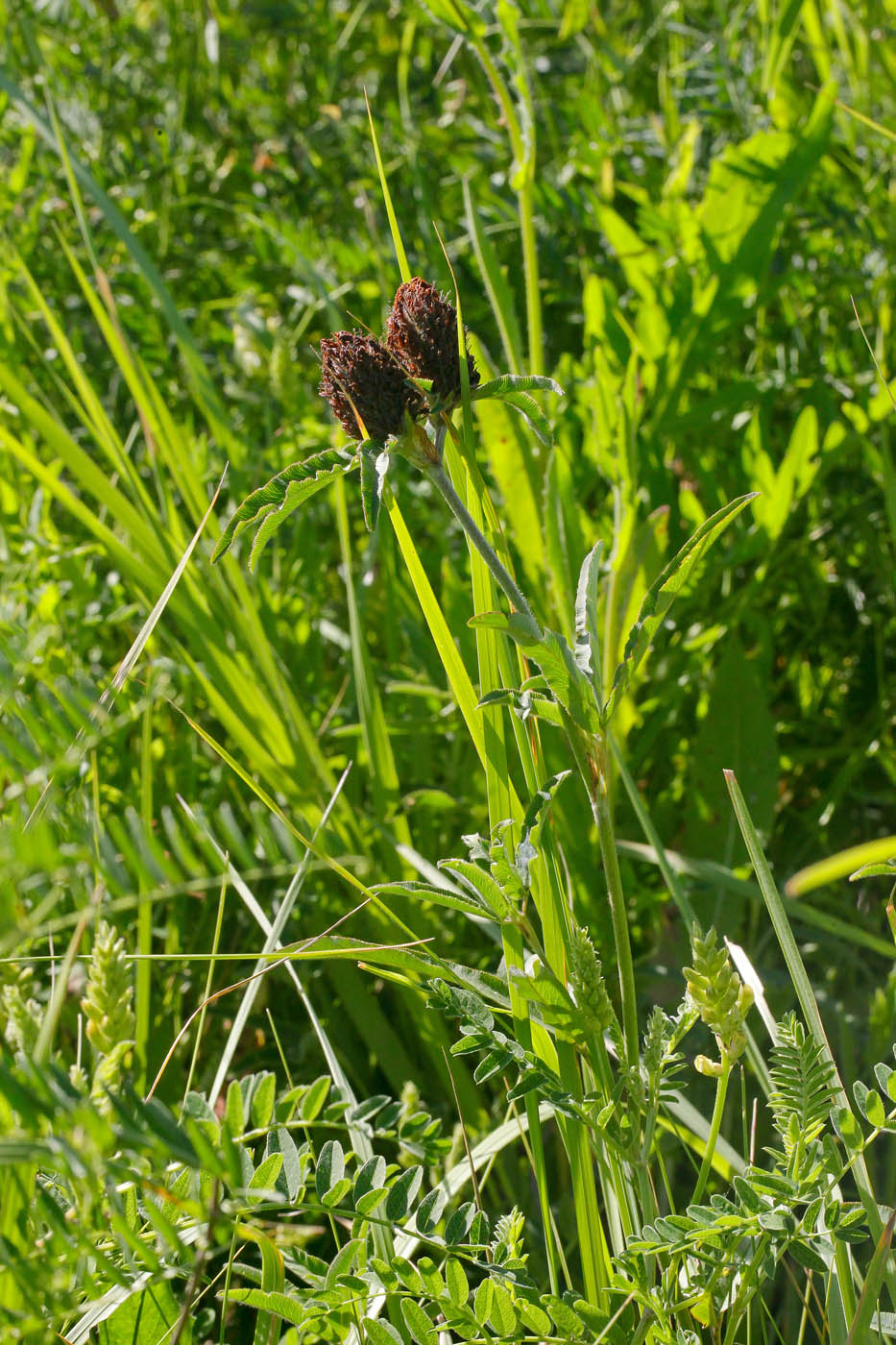 Изображение особи Trifolium alpestre.