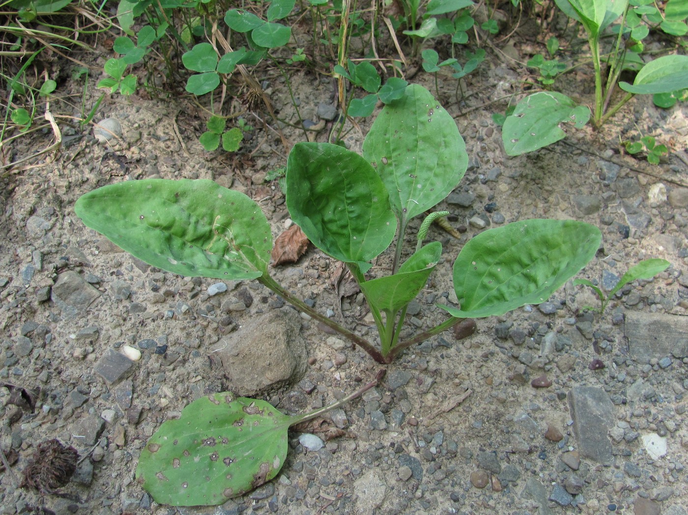 Изображение особи Plantago major.