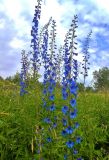 Delphinium elatum