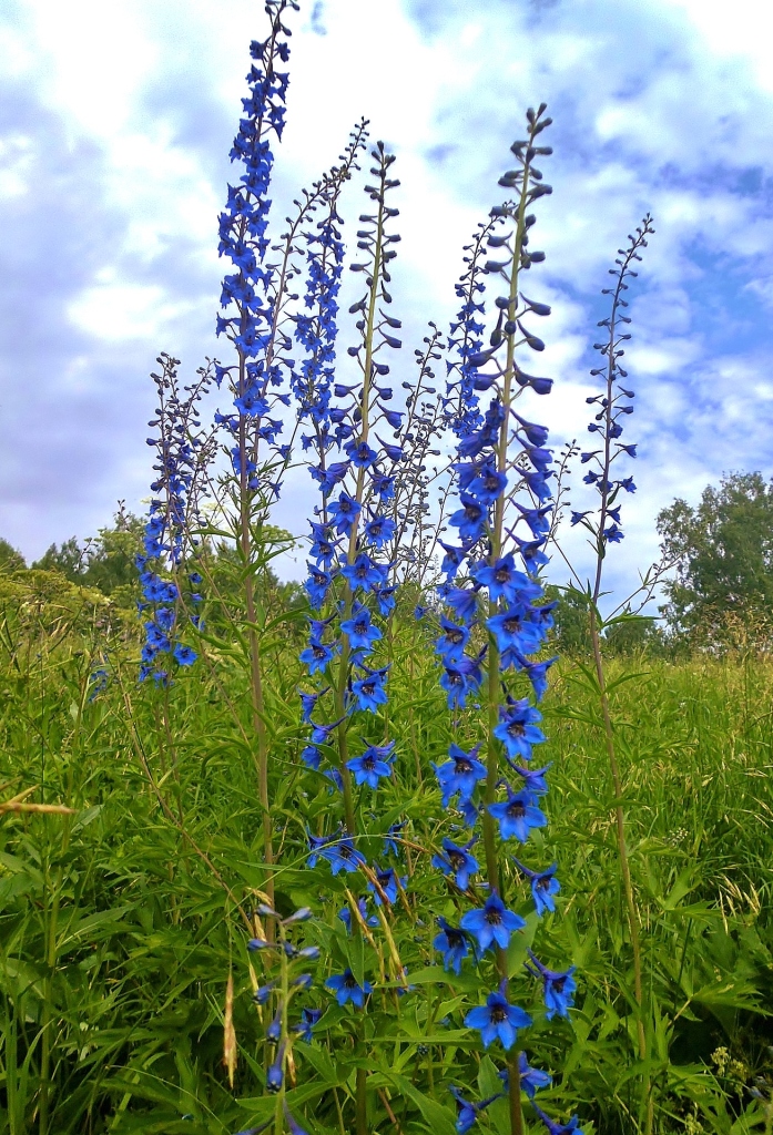 Изображение особи Delphinium elatum.