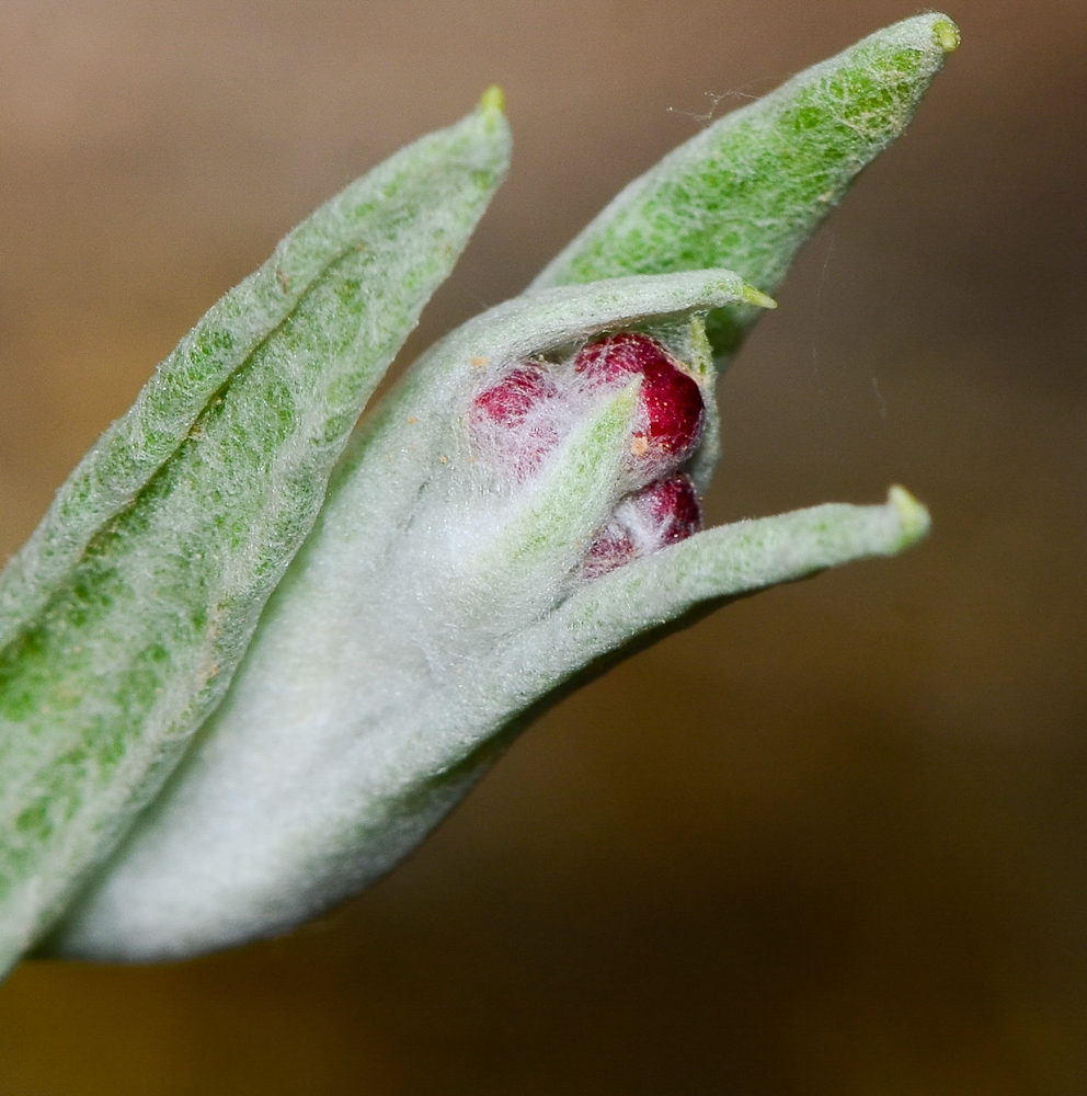 Image of Helichrysum sanguineum specimen.