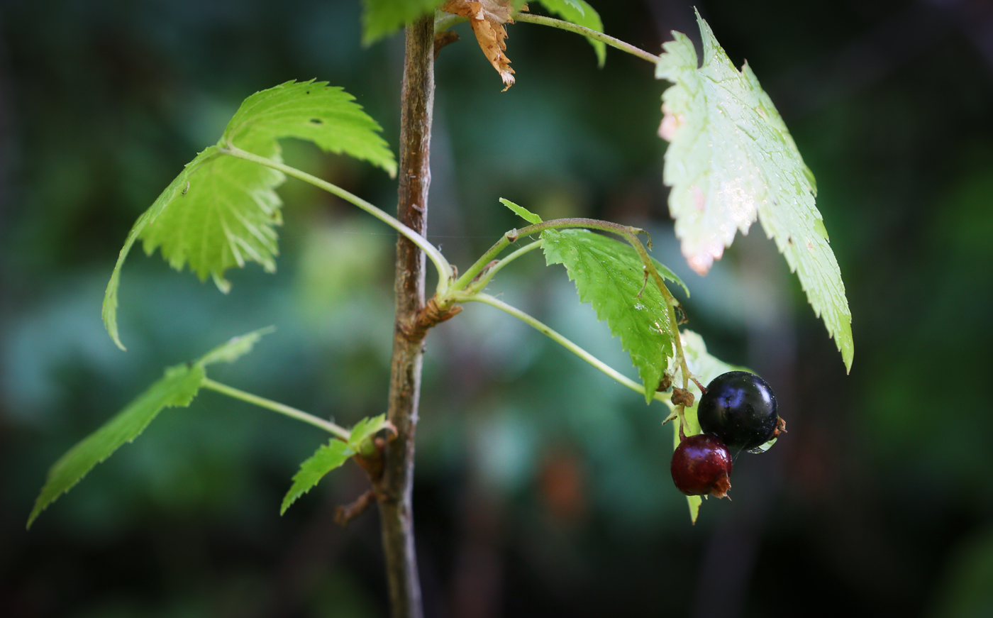 Изображение особи Ribes nigrum.