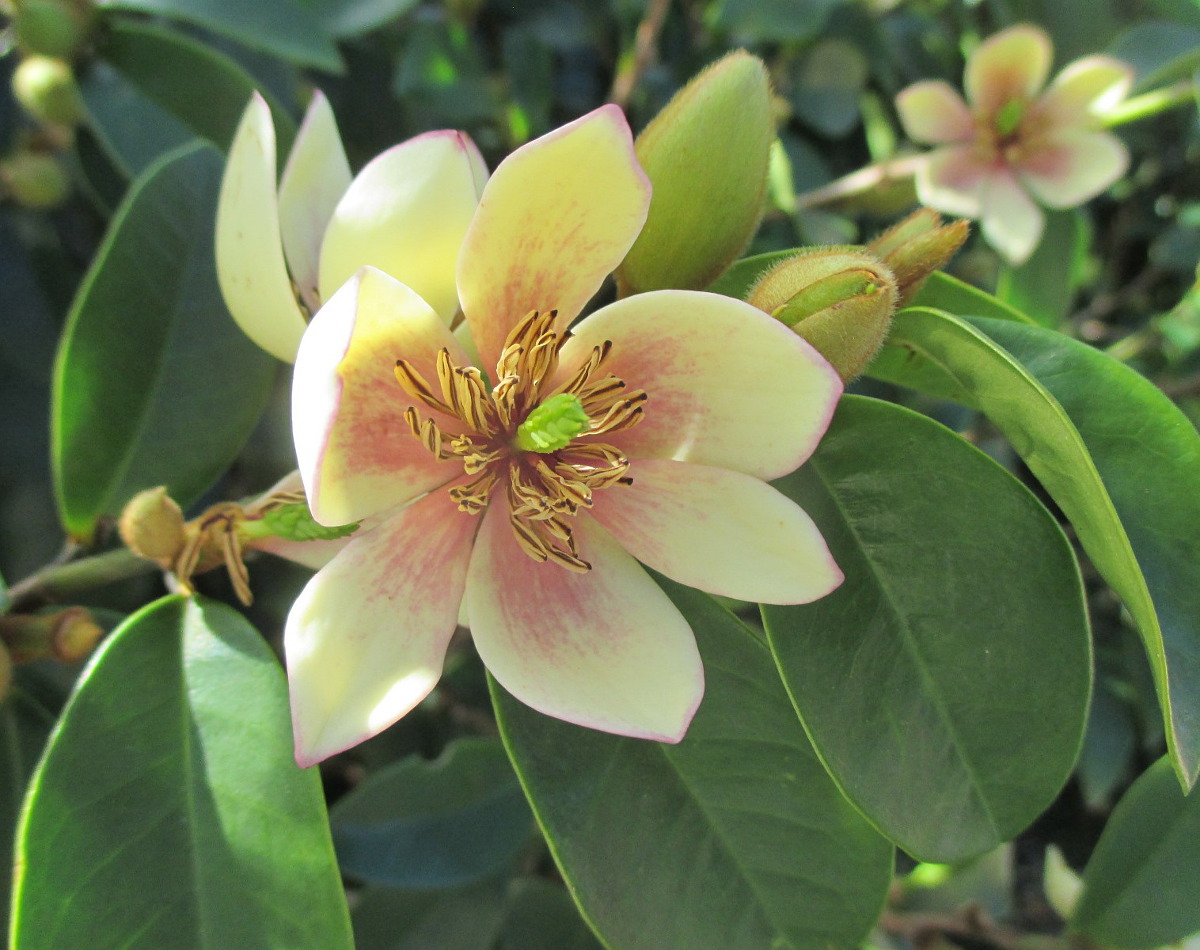 Image of Magnolia figo specimen.