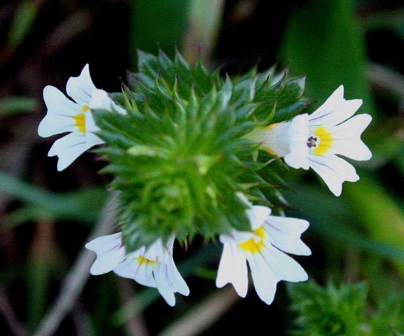 Изображение особи Euphrasia stricta.