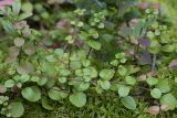 Linnaea borealis